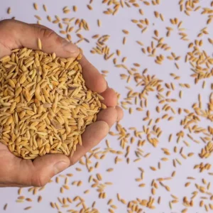 Organic Paddy Seeds 400kg