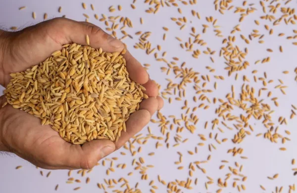 Organic Paddy Seeds 400kg