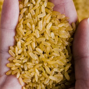 Short Grain Paddy Rice 100 kg