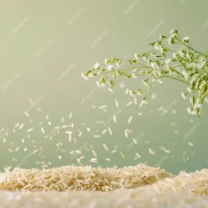 Jasmine Paddy Rice 100kg