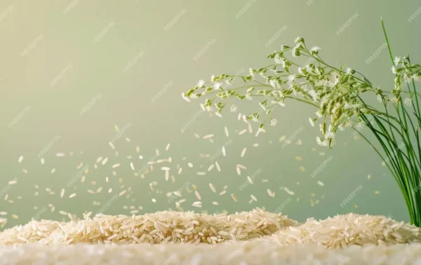 Jasmine Paddy Rice 100kg