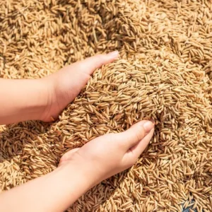 1-ton Bulk Paddy Rice (Any Variety) 500kg