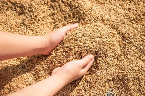 1-ton Bulk Paddy Rice (Any Variety) 500kg